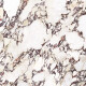 120x120 Porcelain Tile, Marble with Purple Veins, Glossy Finish A4H841 Calakatta Wiola #7